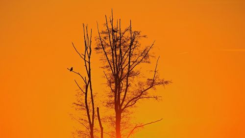 sunset sky tree