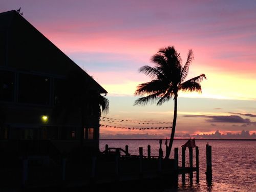 sunset colors palm tree