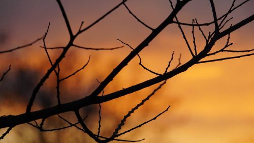 sunset branch orange