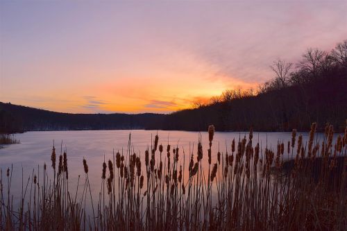 sunset lake reeds