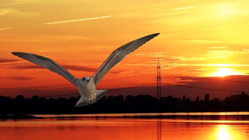 sunset bird gull