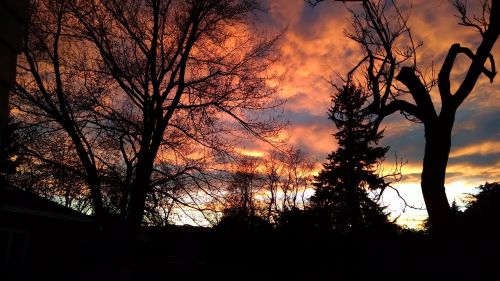 sunset trees sky