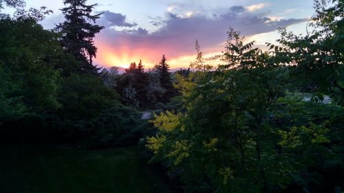 sunset trees silhouette