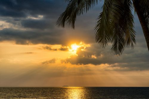 sunset tropical palm