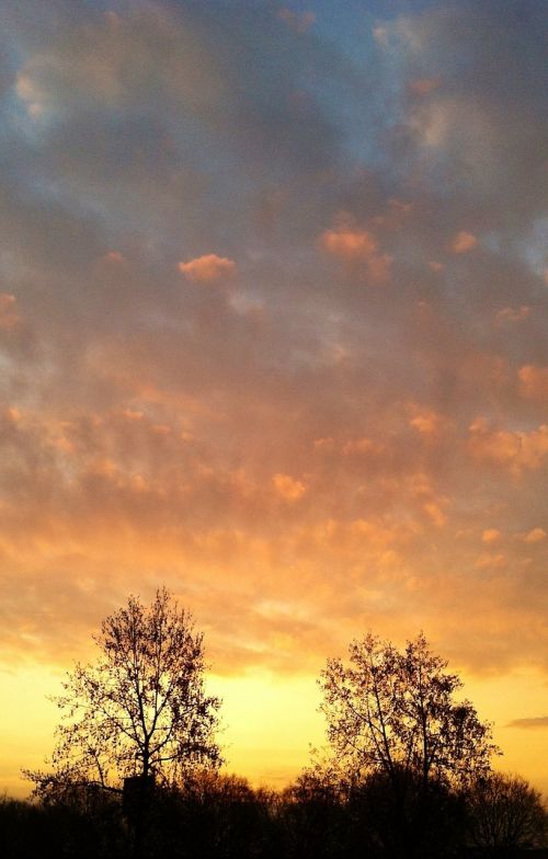 sunset nature trees