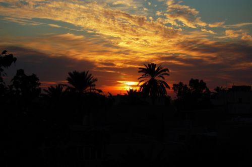 sunset palm trees skyline
