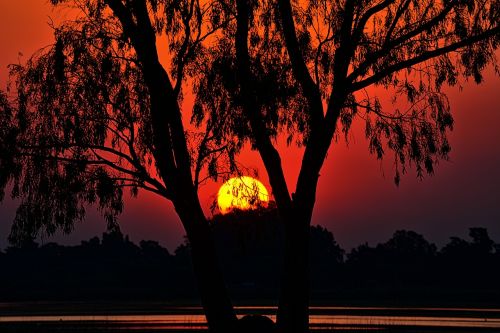 sunset landscape tree