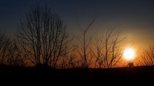 sunset silhouette trees