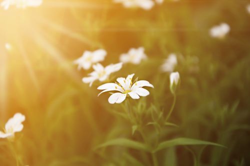 sunset flower nature