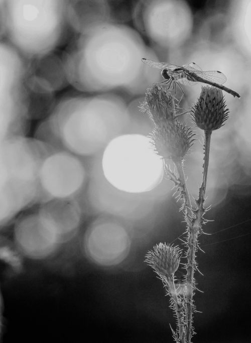 sunset wildflowers nature