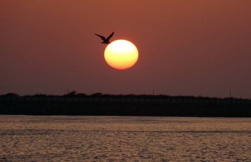 sunset bird gull