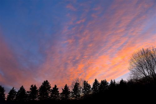 sunset sky trees