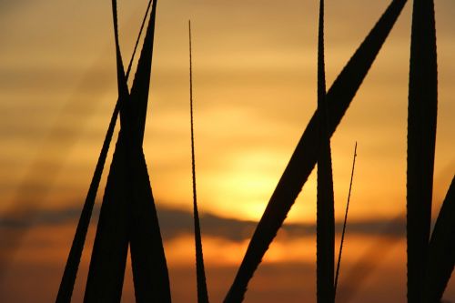 sunset sundown grass