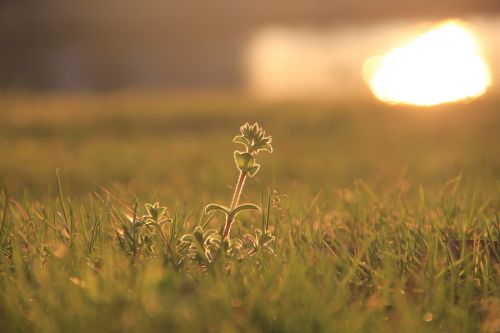 sunset shining grass