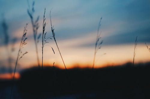 sunset grass spring