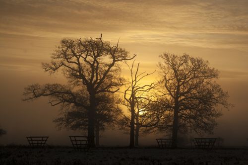 sunset tree silhouette