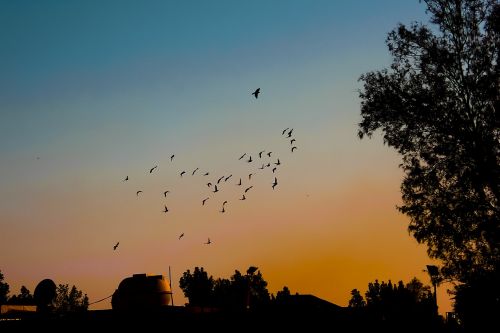 sunset birds nature