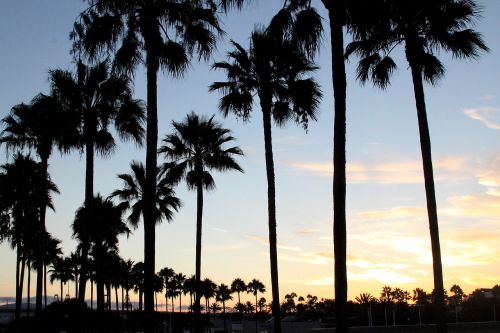 sunset palm trees california