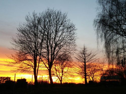 sunset tree abendstimmung