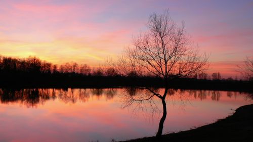 sunset lake tree