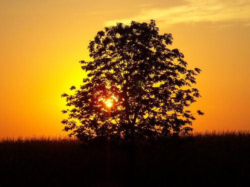sunset tree landscape