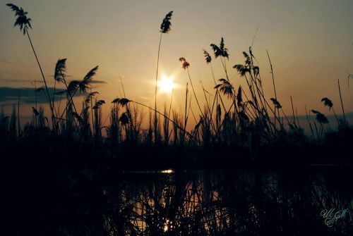 sunset sun rays