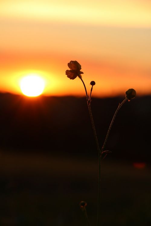 sunset buttercup evening sky