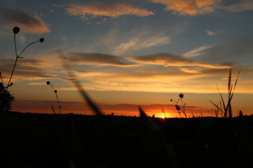 sunset evening sky meadow