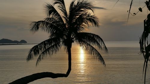 sunset silhouette palm