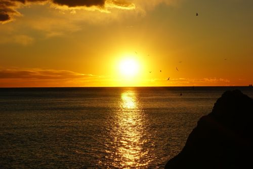 sunset sea gulls