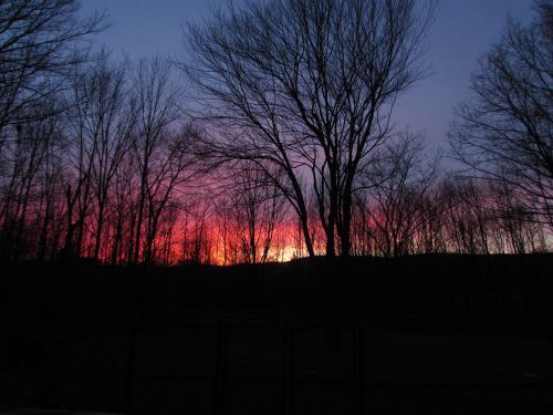 sunset trees night