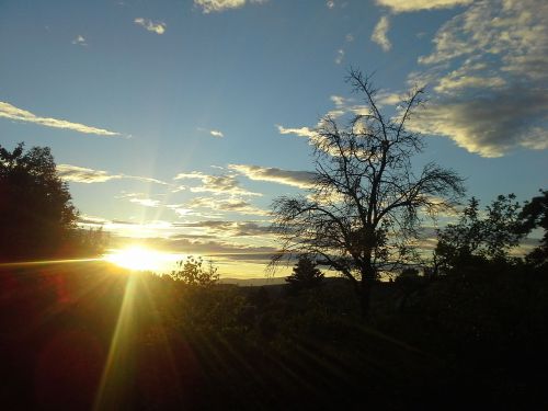 sunset tree nature