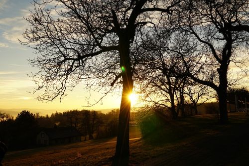 sunset abendstimmung tree