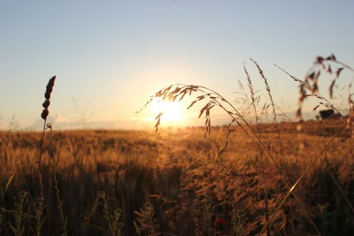 sunset evening grass