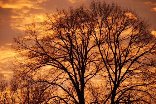 sunset tree winter