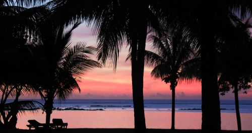 sunset palms tropical