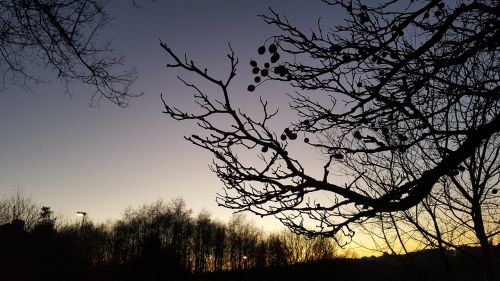 sunset tree winter