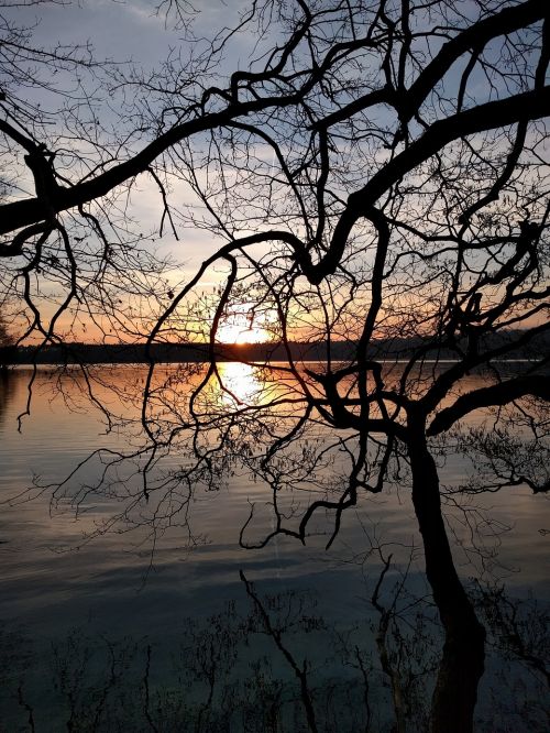 sunset lake tree