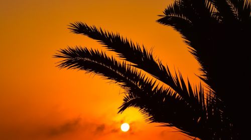 sunset sun palm tree