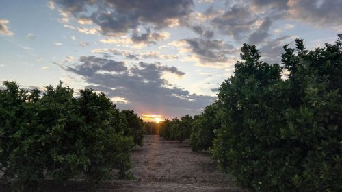 sunset hope field