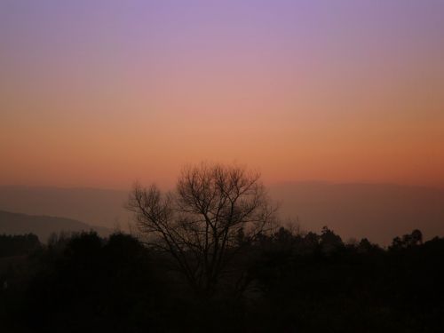 sunset tree horizon