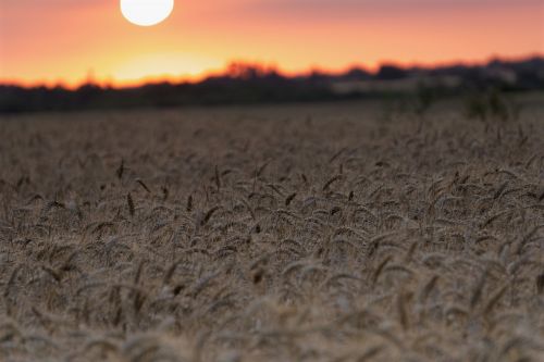 sunset fields wheat