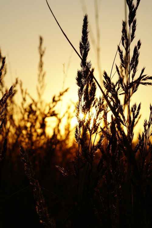 sunset grasses abendstimmung