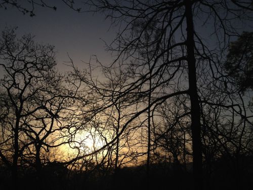 sunset trees jungle