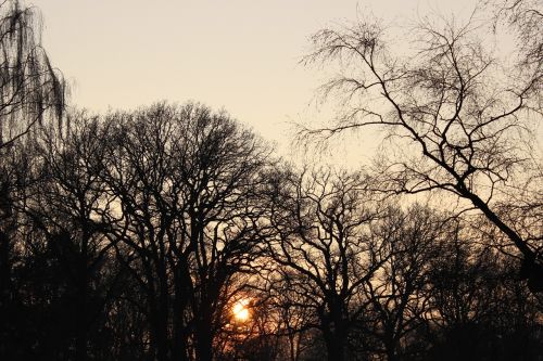 sunset winter trees