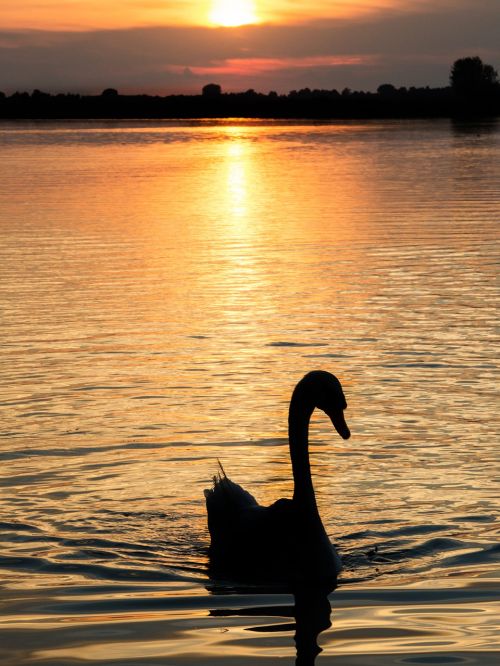 sunset orange swan
