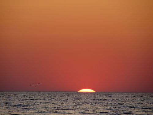 sunset sea birds