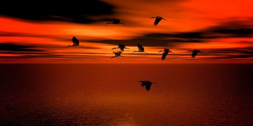 sunset geese water