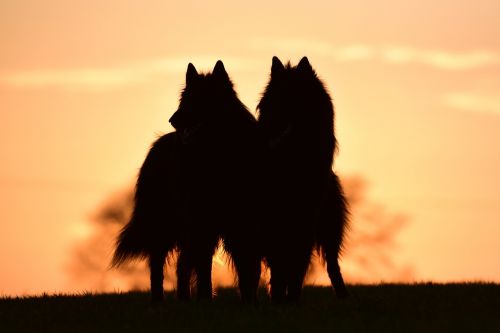 sunset dogs belgian shepherd dog