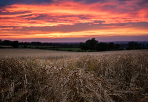 sunset grass field